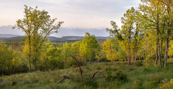 bois_chene_echilly_cr_benoit_renevey