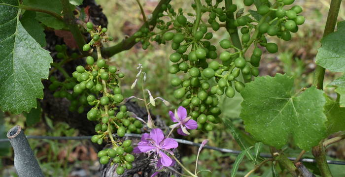grappes_et_epilobium_angustifolium