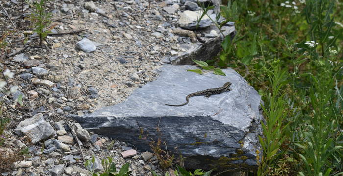 podarcis_muralis_en_bordure_de_vigne