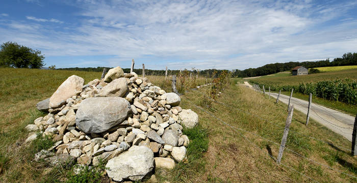 Planter des haies riches en buissons indigènes en combinaison avec des tas de pierres ou/et de branches, offrent d’excellents habitats pour l’hermine et les lézards – et de très bons corridors de déplacement et de chasse. Pour être favorable à l’hermine,  les tas doivent être grands, au moins,3x2x1 mètres!