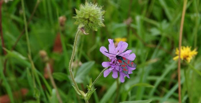 Zygene © Giulio Genoni