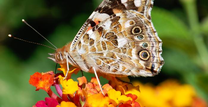 Papillon Vanessa des chardons