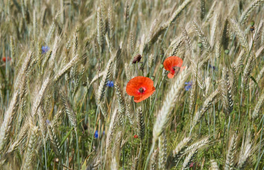 messicoles_esp_cultivees