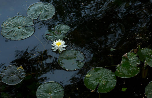 nénuphare
