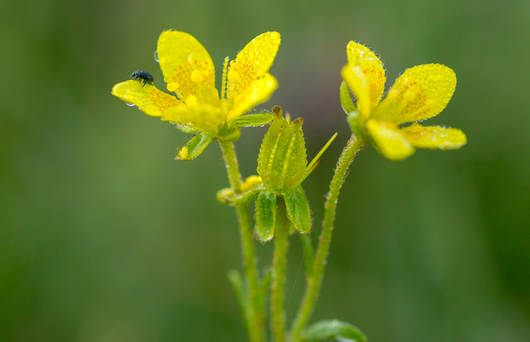 saxifrage_oeil_de_bouc_cr_Benoît_Renevey