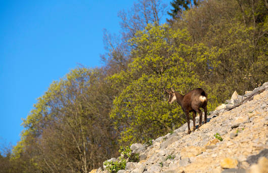 chamois_rapilles_baulmes_cr_benoit_renevey