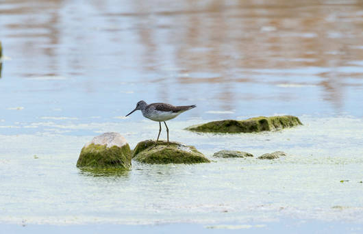 chevalier_aboyeur_cr_benoit_renevey