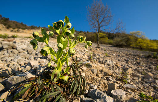 hellebore_rapilles_baulmes_cr_benoit_renevey