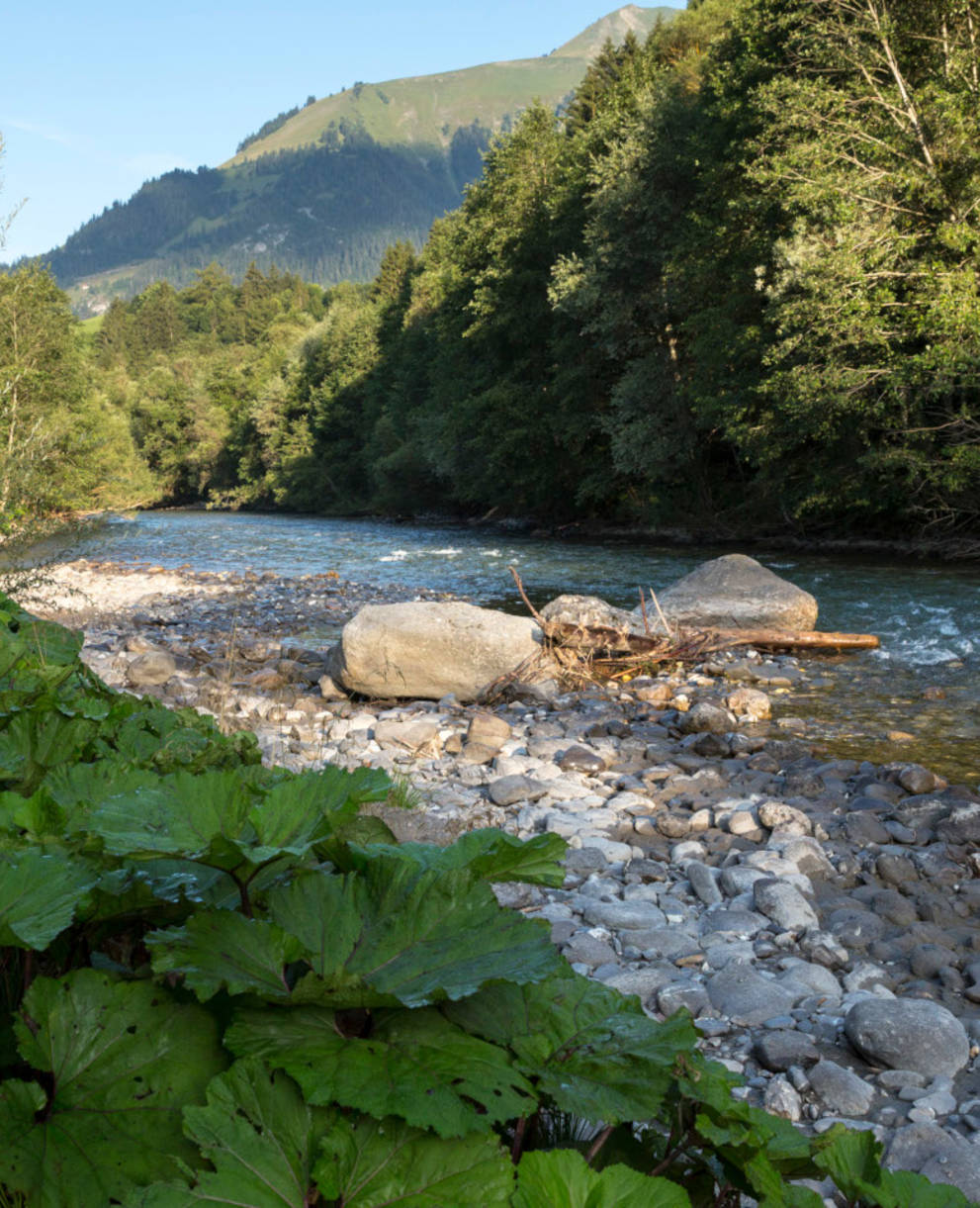 La Sarine dans la Réserve naturelle des Ouges_cr_benoit_renevey