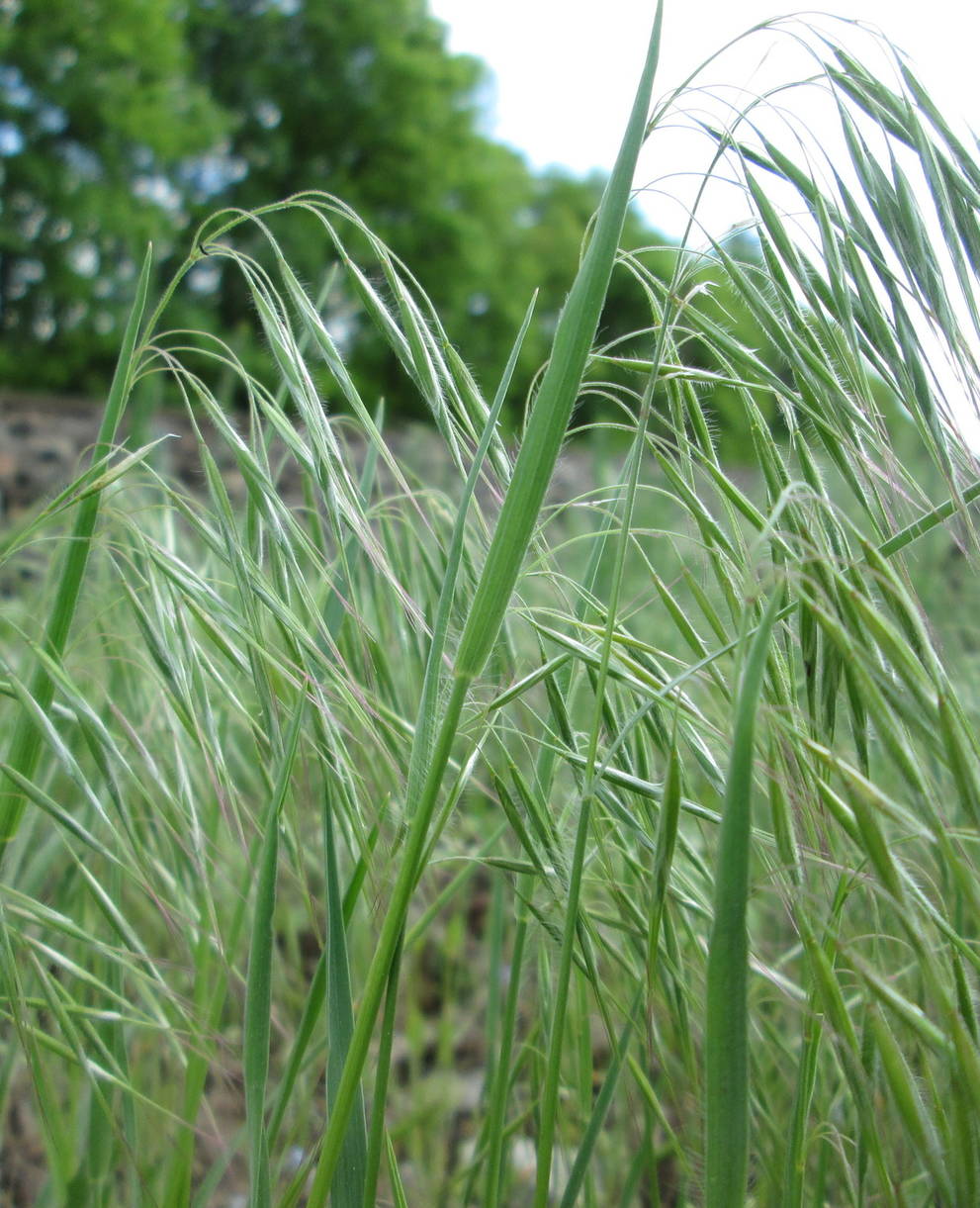 Bromus tectorum epillet