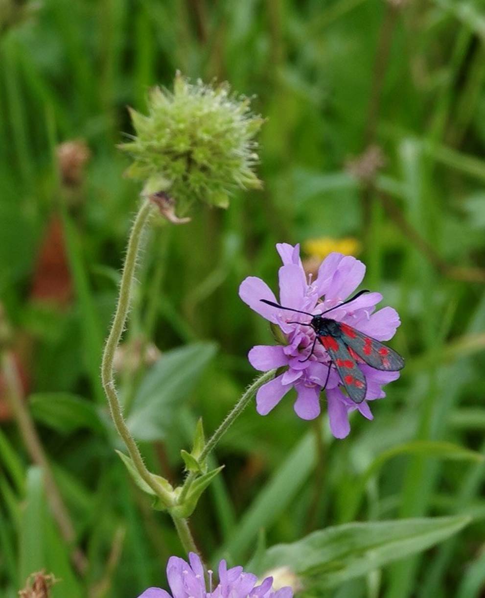 Zygene © Giulio Genoni