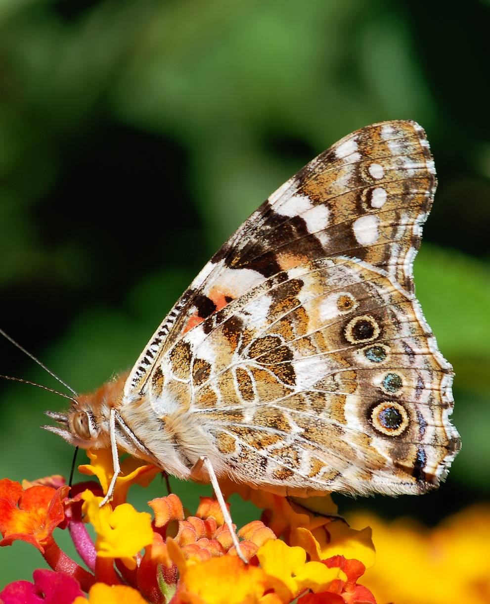 Papillon Vanessa des chardons